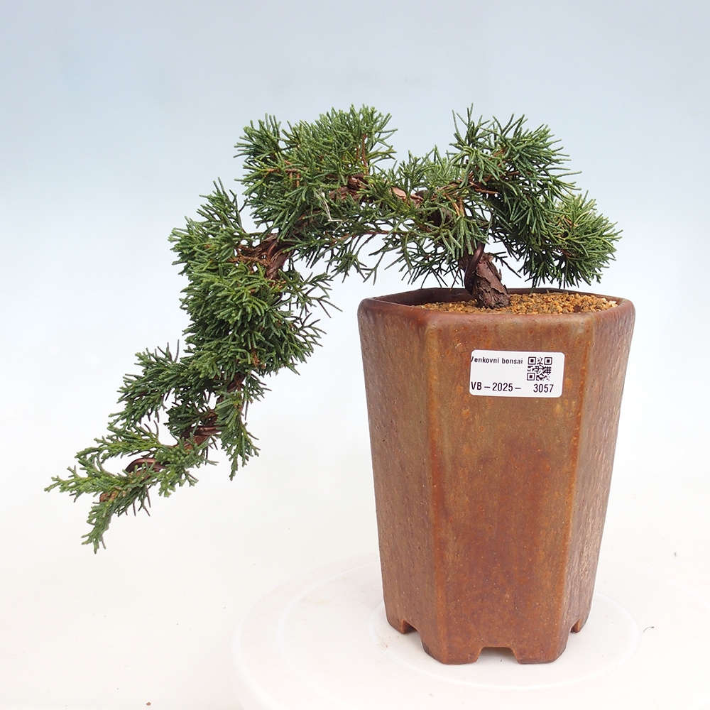 Bonsai für draußen - Juniperus chinensis Kishu