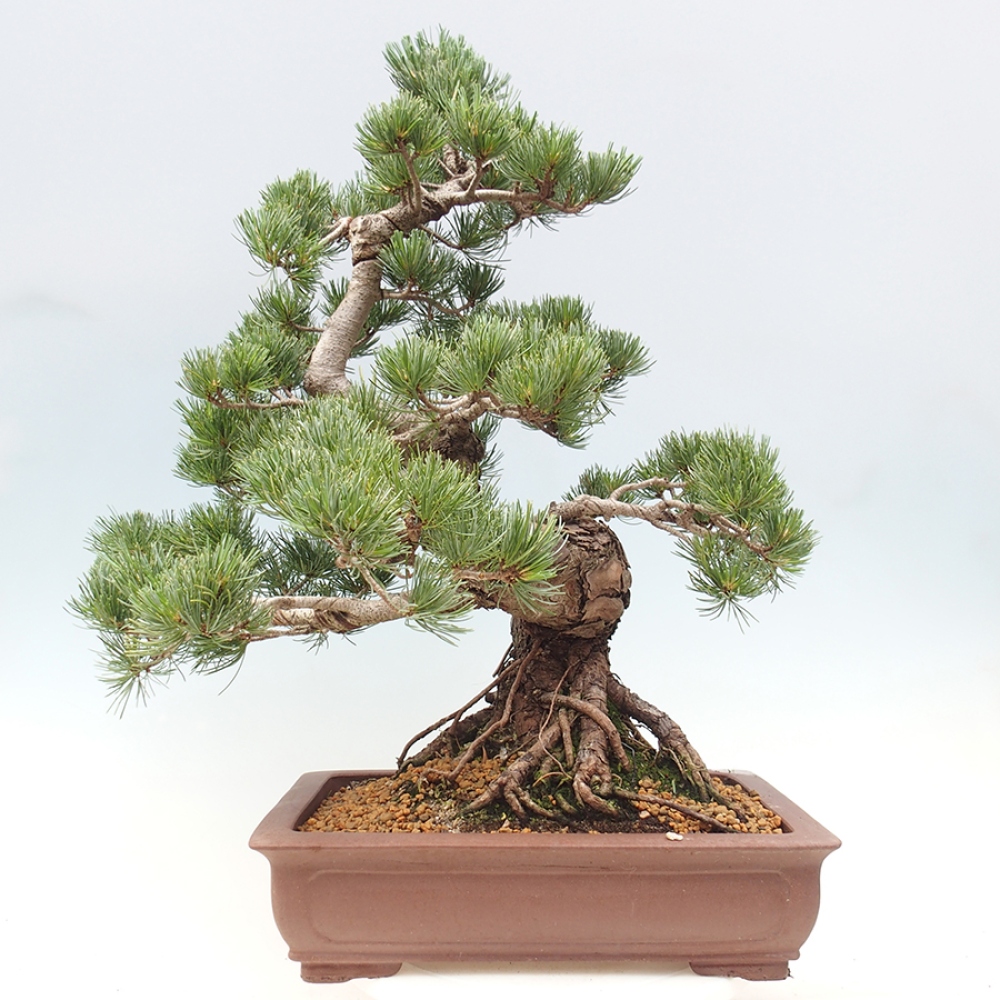 Bonsai für draußen - Pinus parviflora - Pinus parviflora