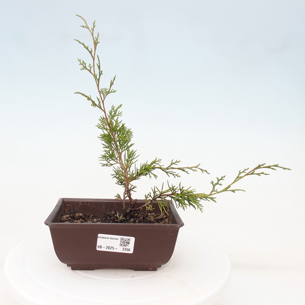 Bonsai für draußen - Juniperus chinensis Itoigawa