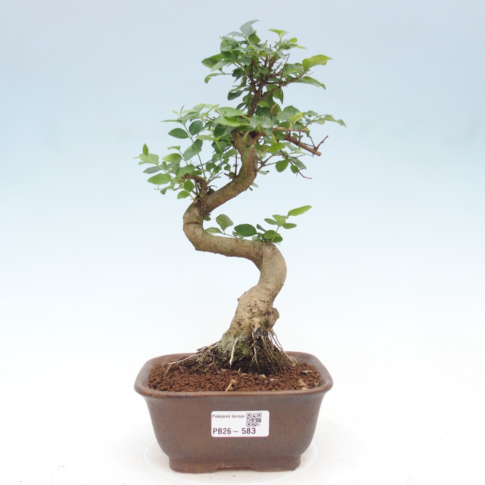 Zimmer Bonsai -Ligustrum chinensis - Vogelschnabel