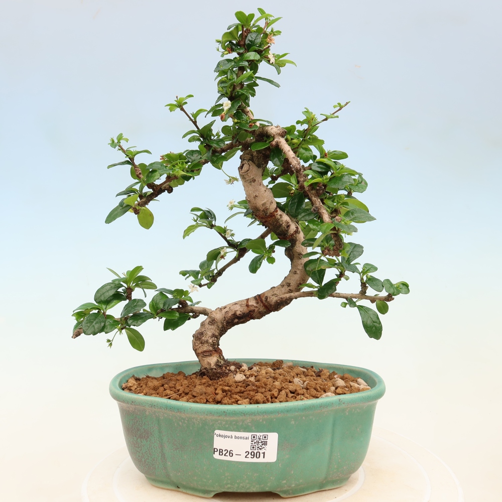 Zimmer-Bonsai - Carmona macrophylla - Tee-Fuki