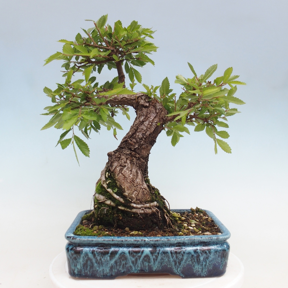 Bonsai für draußen - Zelkova - Zelkova NIRE