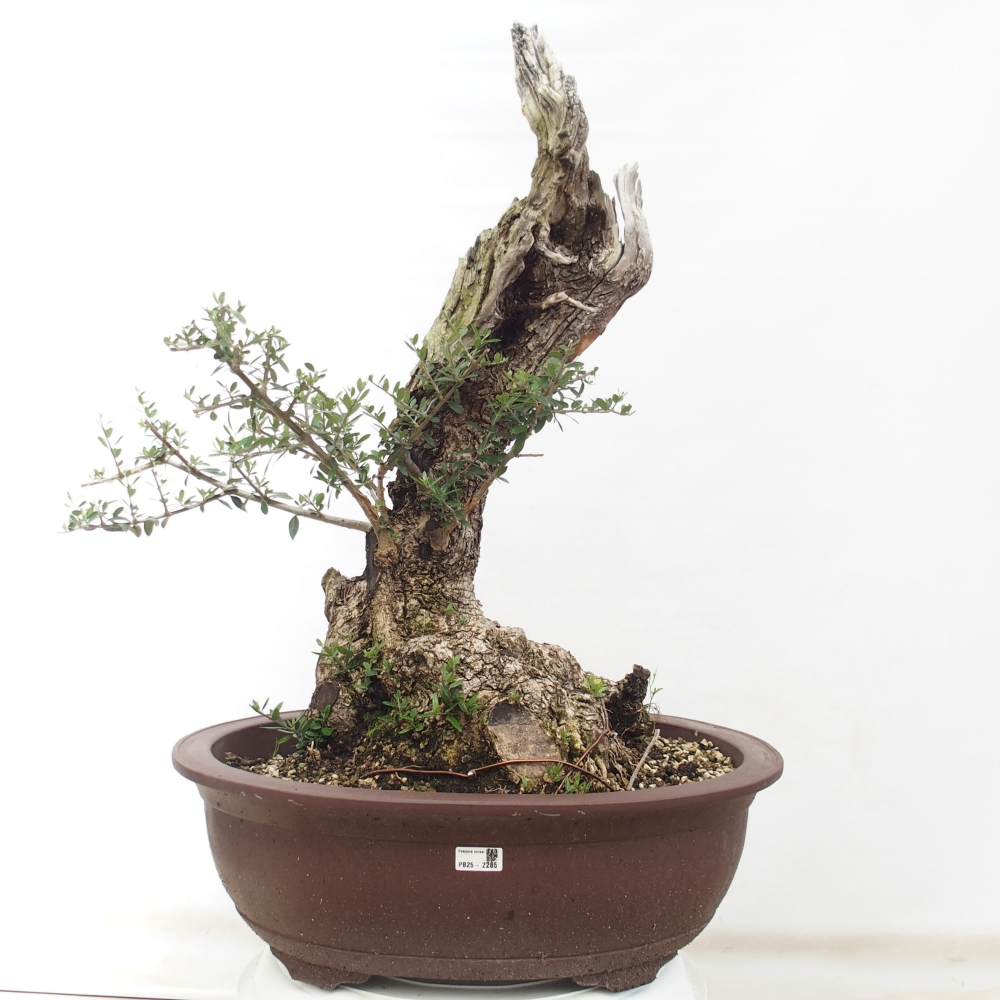Zimmerbonsai - Olea europaea sylvestris