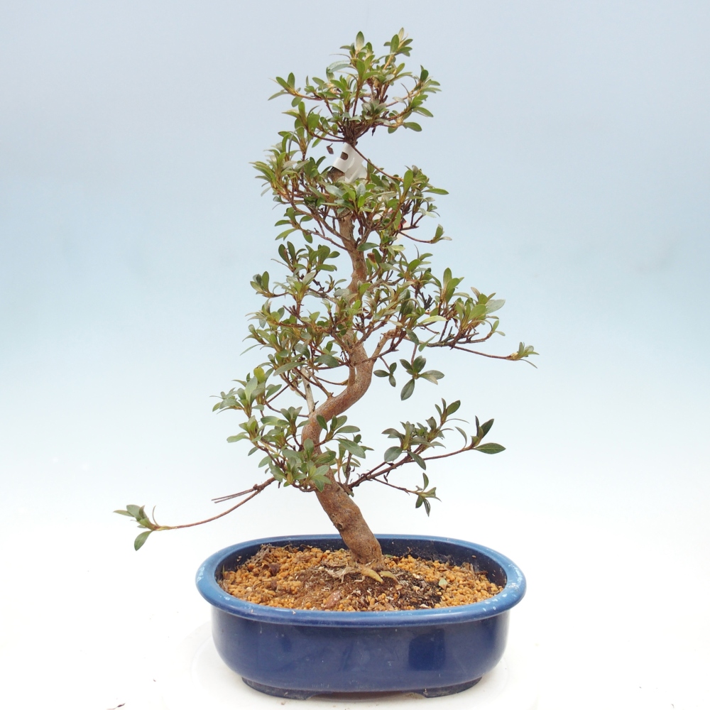 Bonsai für draußen - Japanische Azalee - Azalee Beniko