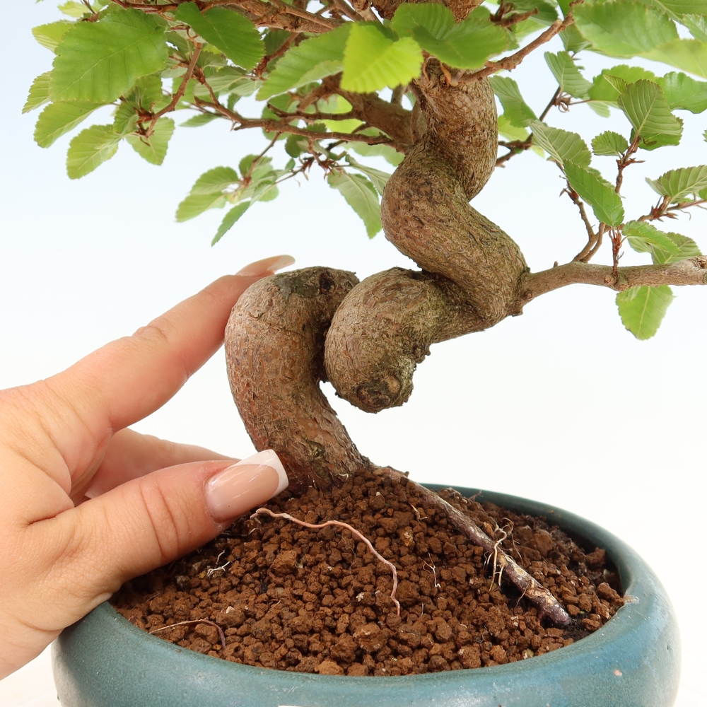 Bonsai für draußen - Karpinus Coreana - Koreanische Hainbuche