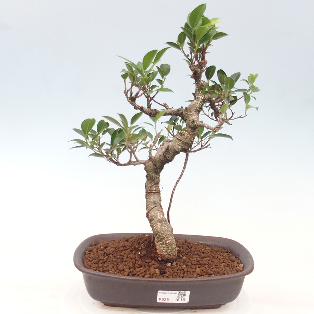 Zimmerbonsai - Ficus kimmen - Kleinblättriger Ficus