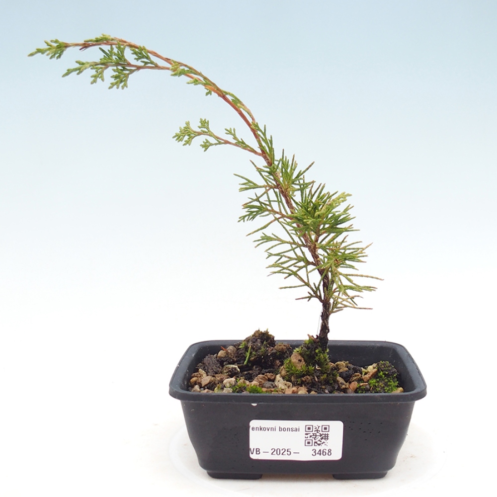 Bonsai für draußen - Juniperus chinensis Itoigawa