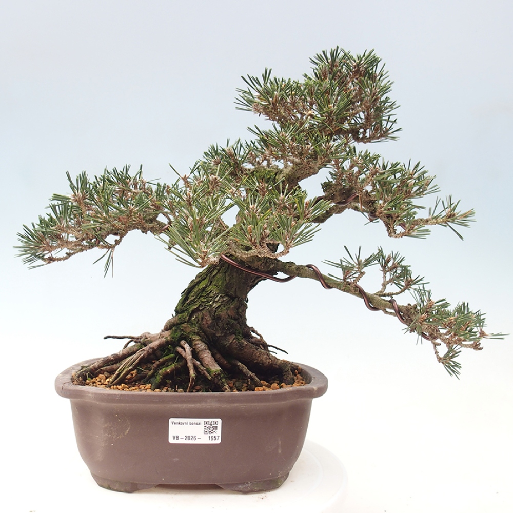 Bonsai für draußen - Pinus thunbergii Kotobuki - Thunberg-Kiefer