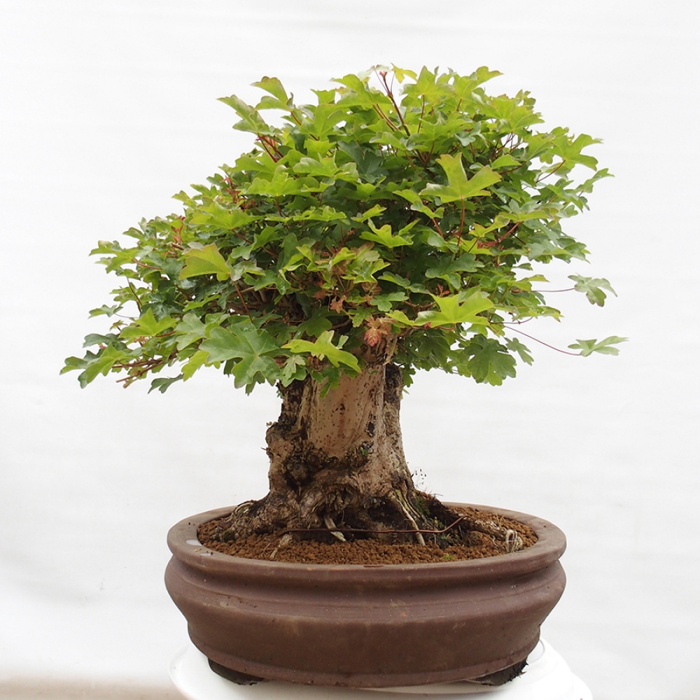 Bonsai für draußen - Acer Campestre - Ahorn babyka