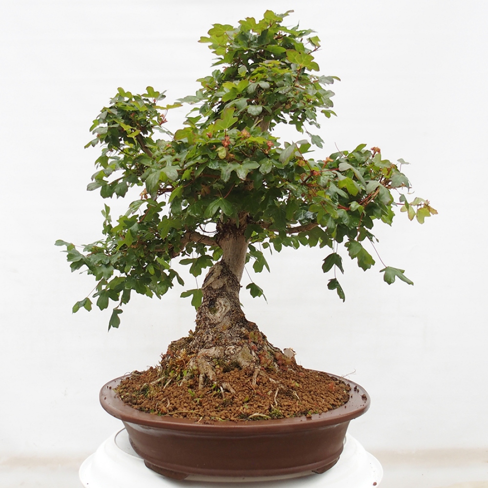 Bonsai für draußen - Französischer Ahorn - Acer Nonspessulanum