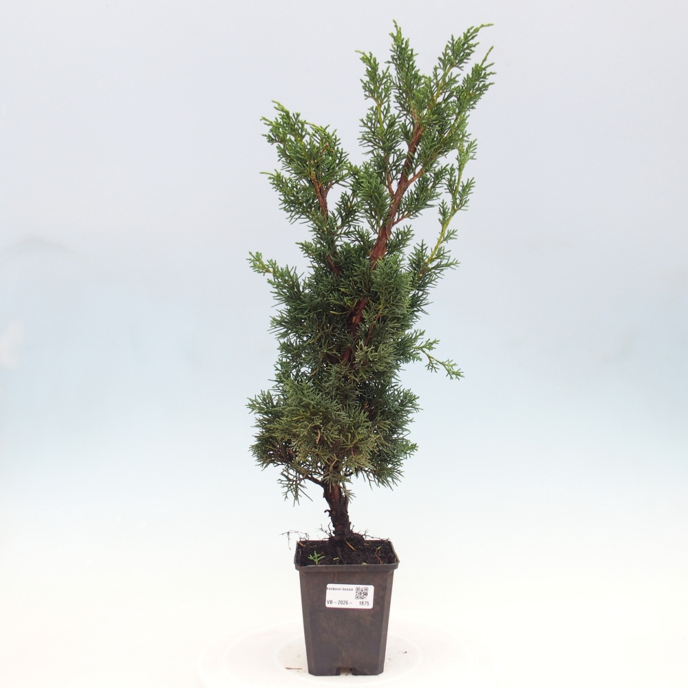 Bonsai für draußen - Juniperus chinensis Kishu