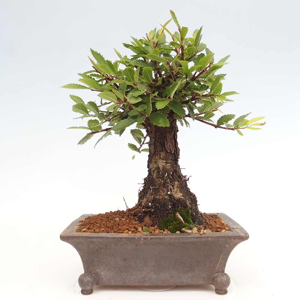 Bonsai für draußen - Zelkova - Zelkova NIRE