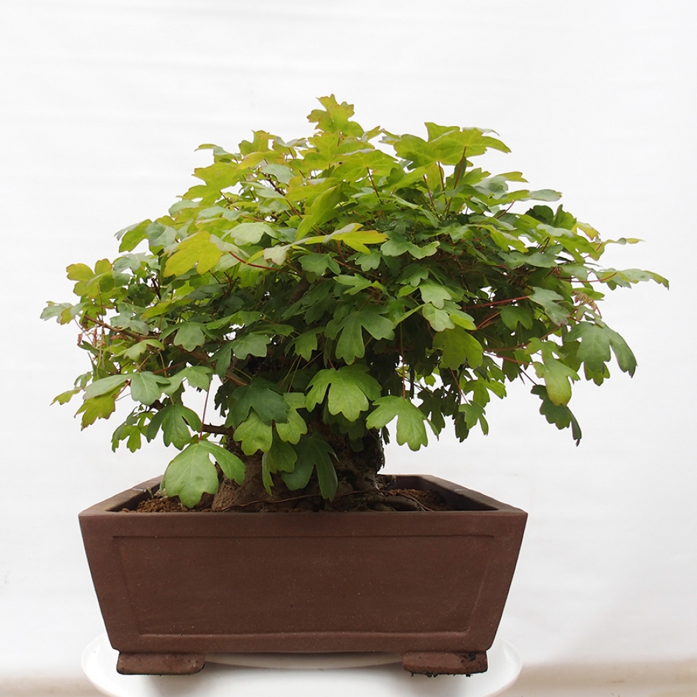 Bonsai für draußen -Javor babyka - Acer campestre