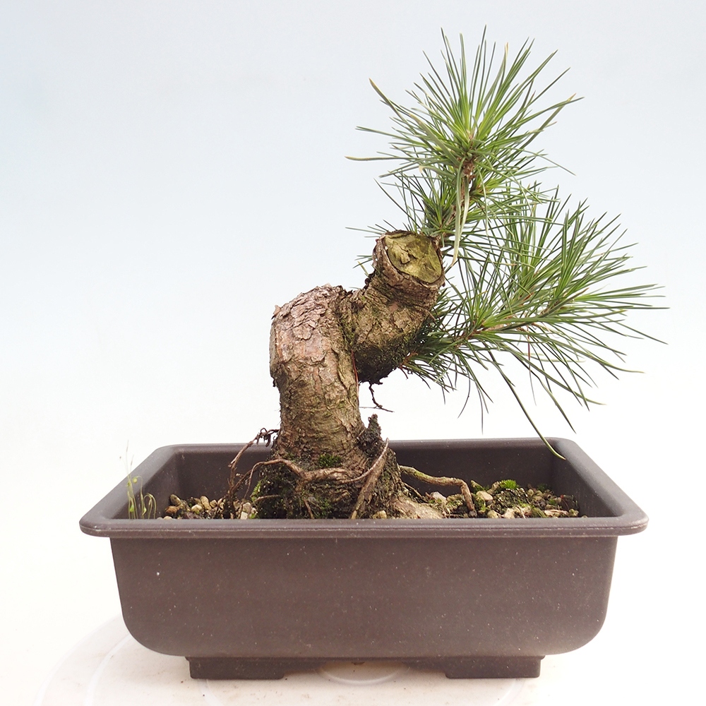 Bonsai für draußen - Pinus thunbergii - Thunberg-Kiefer
