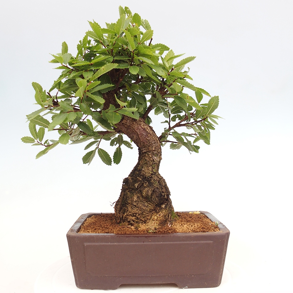 Bonsai für draußen - Zelkova - Zelkova NIRE