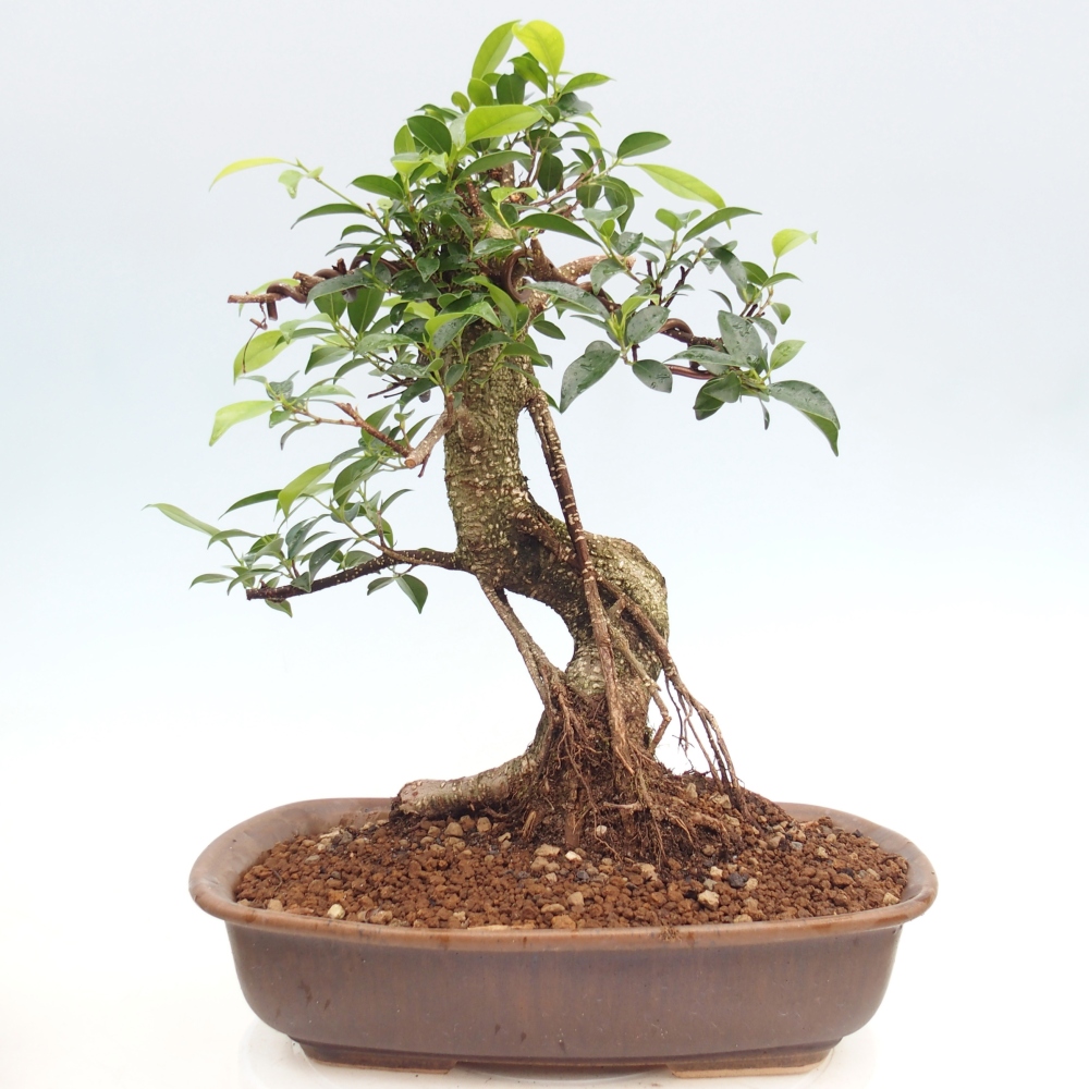 Zimmerbonsai - Ficus kimmen - Kleinblättriger Ficus
