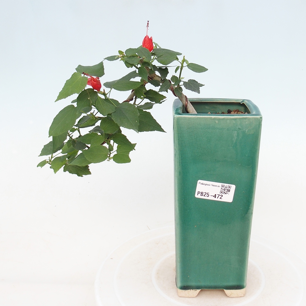 Zimmerbonsai - Malvaviscus arboreus