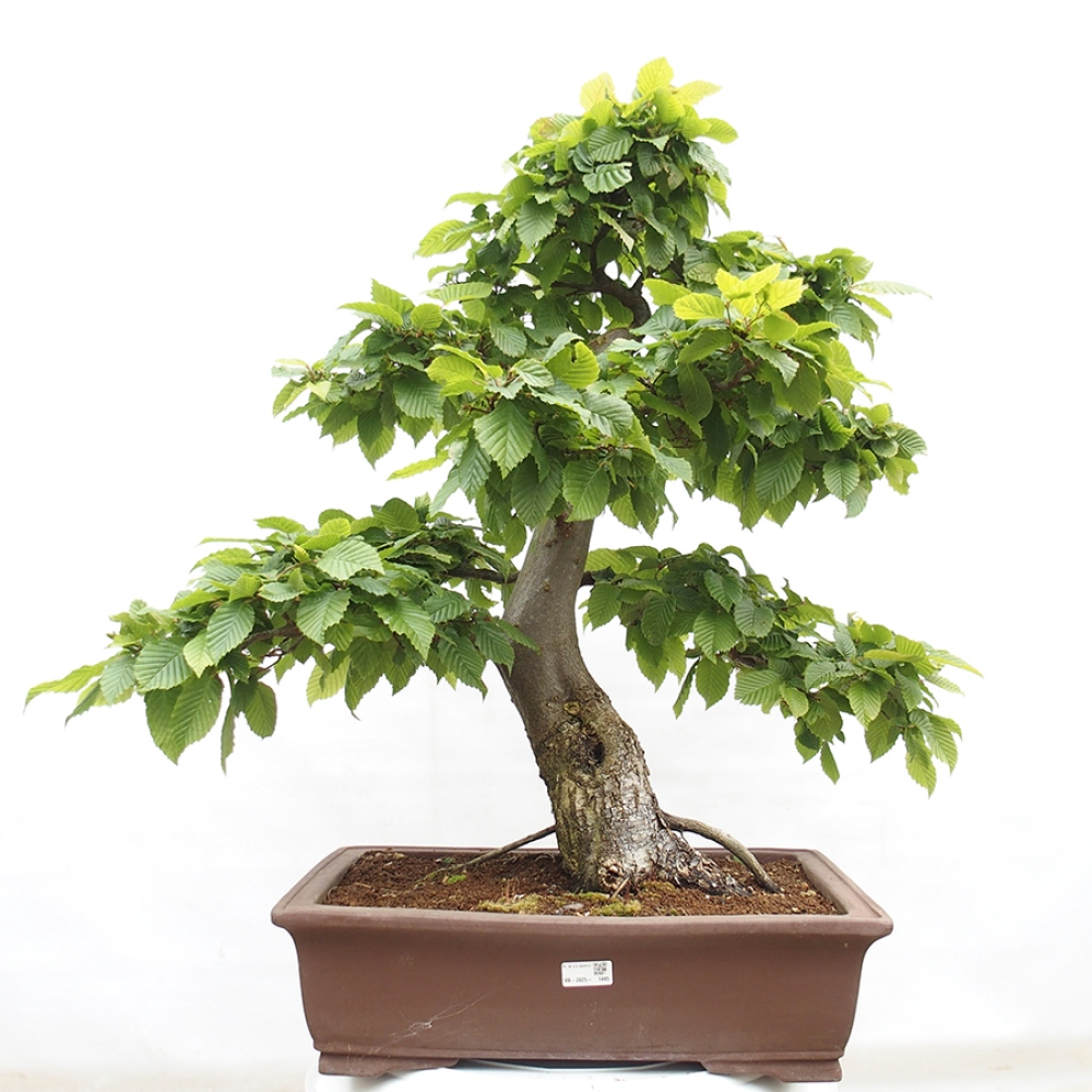Bonsai für draußen - Hainbuche - Carpinus betulus