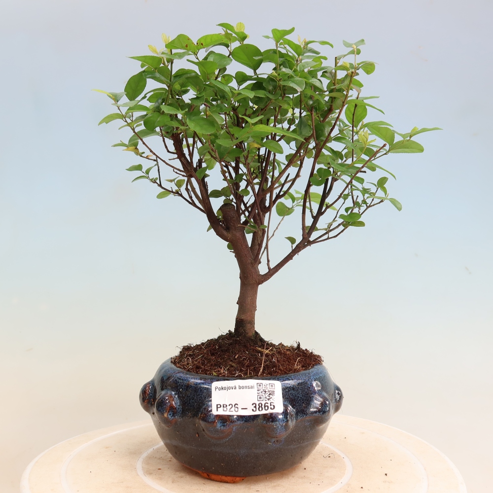 Zimmer Bonsai - Sageretia thea - Sageretia thea