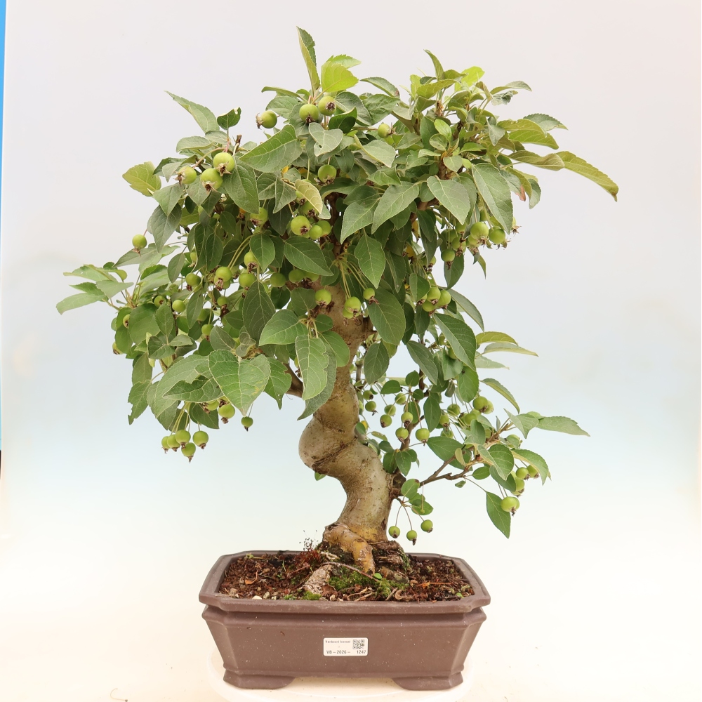 Outdoor-Bonsai -Malus halliana - Kleinfrüchtiger Apfelbaum