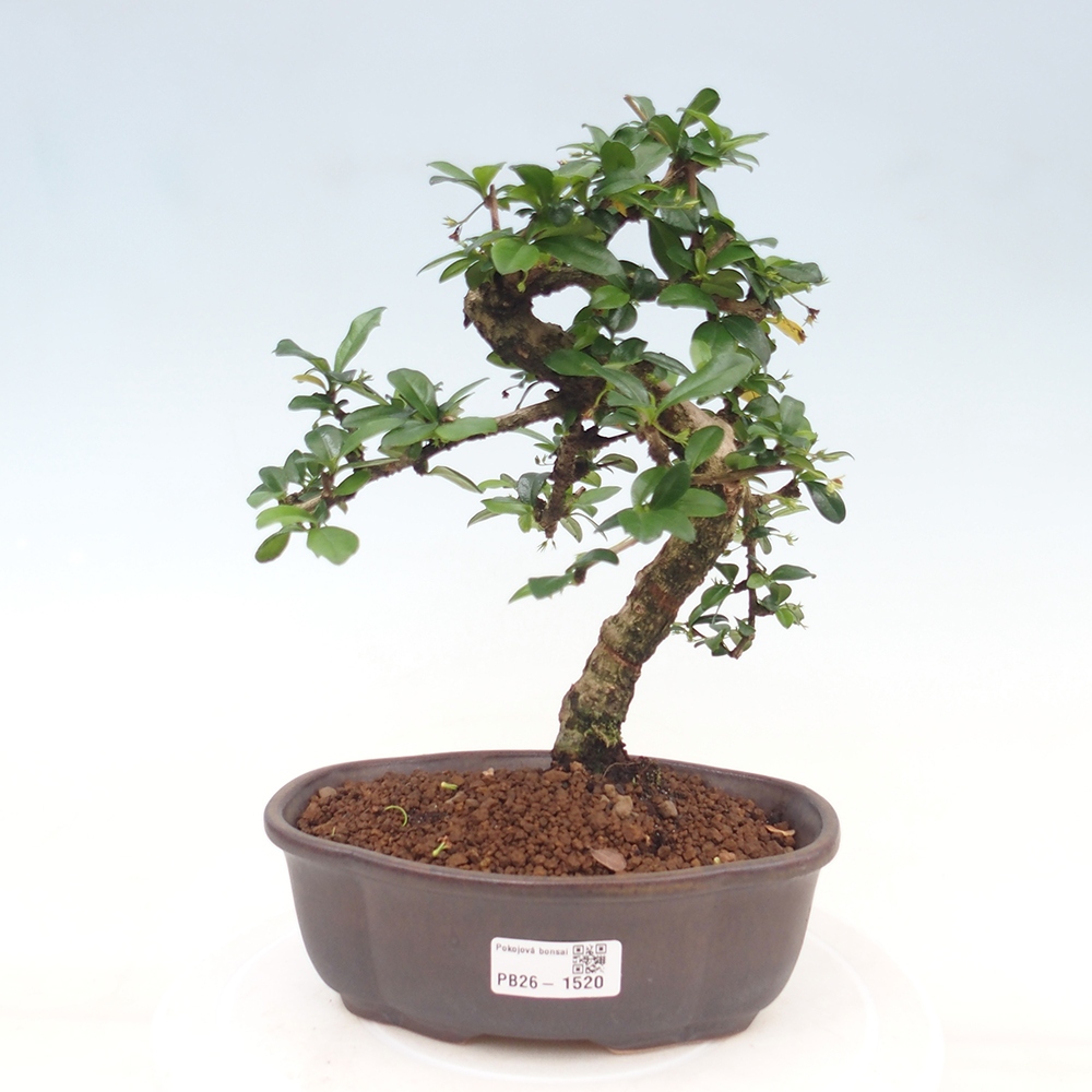 Zimmer-Bonsai - Carmona macrophylla - Tee-Fuki