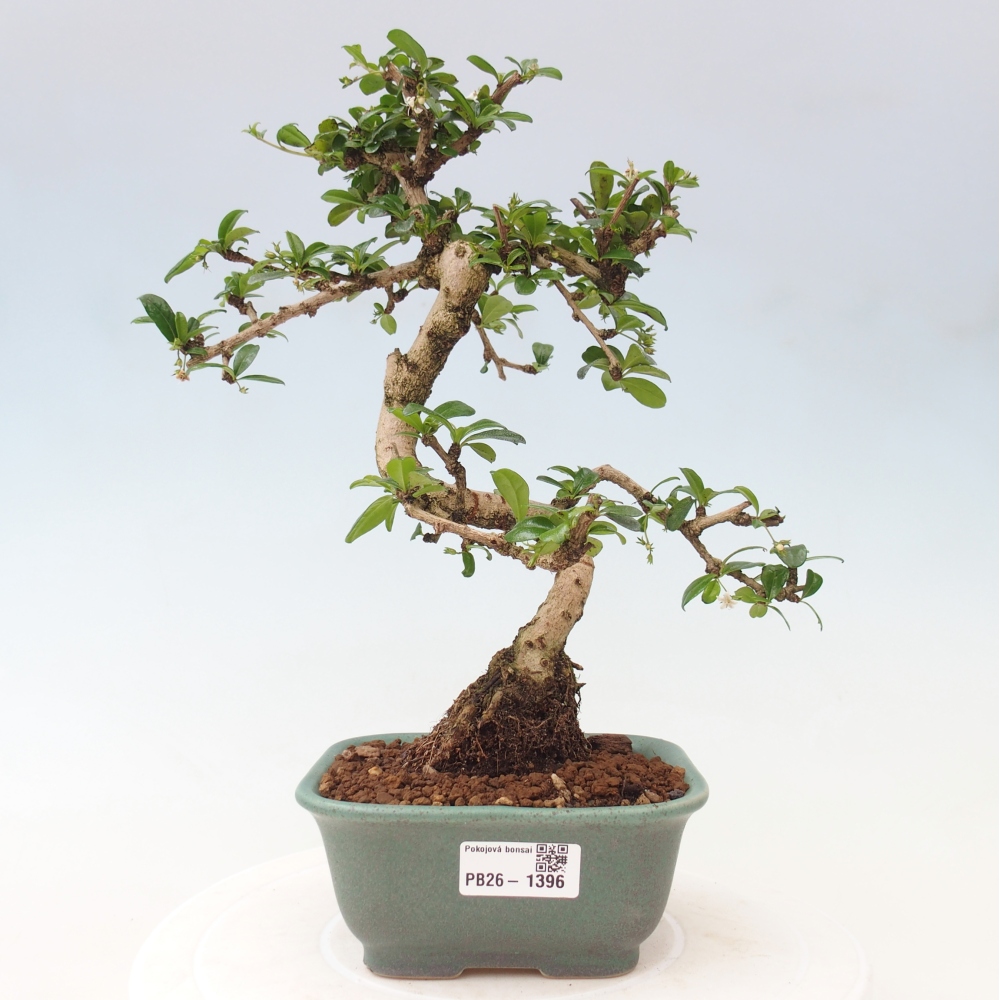 Zimmer-Bonsai - Carmona macrophylla - Tee-Fuki