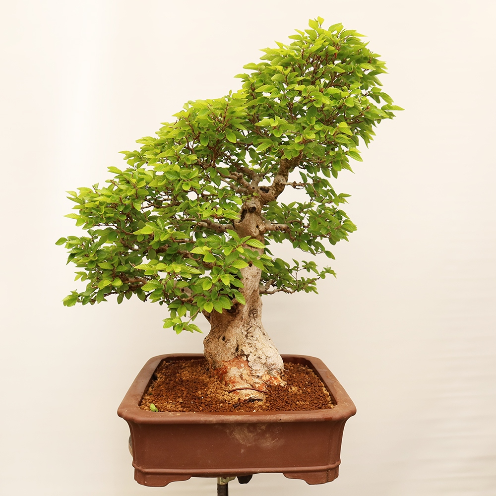 Bonsai für draußen - Karpinus Coreana - Koreanische Hainbuche