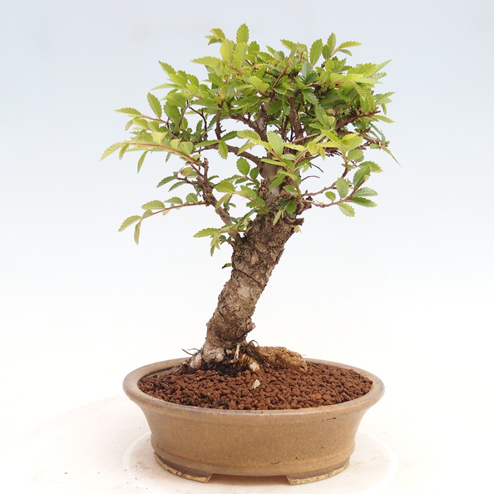Bonsai für draußen - Zelkova - Zelkova NIRE