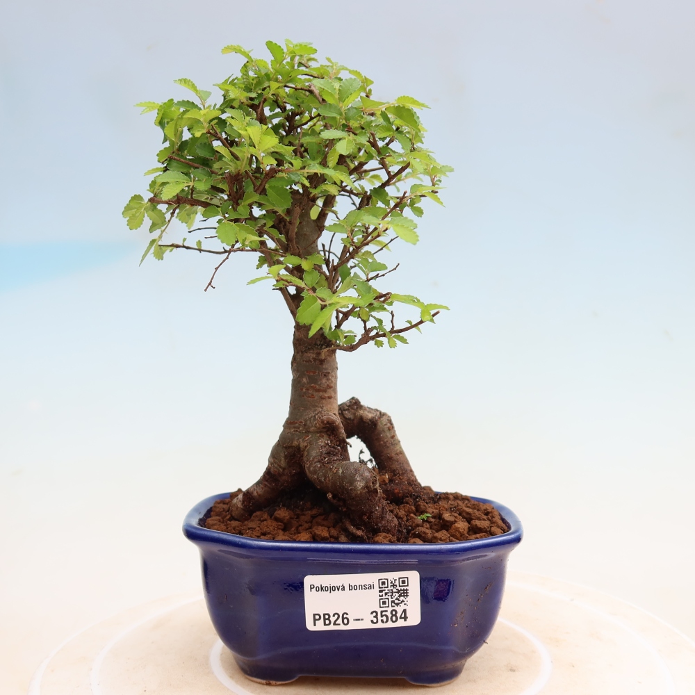 Zimmerbonsai - Ulmus parvifolia - Kleinblättrige Ulme