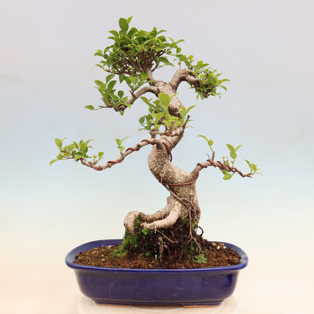 Zimmerbonsai - Ficus kimmen - Kleinblättriger Ficus