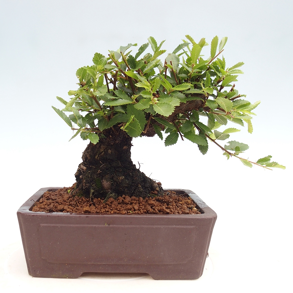 Bonsai für draußen - Zelkova - Zelkova NIRE