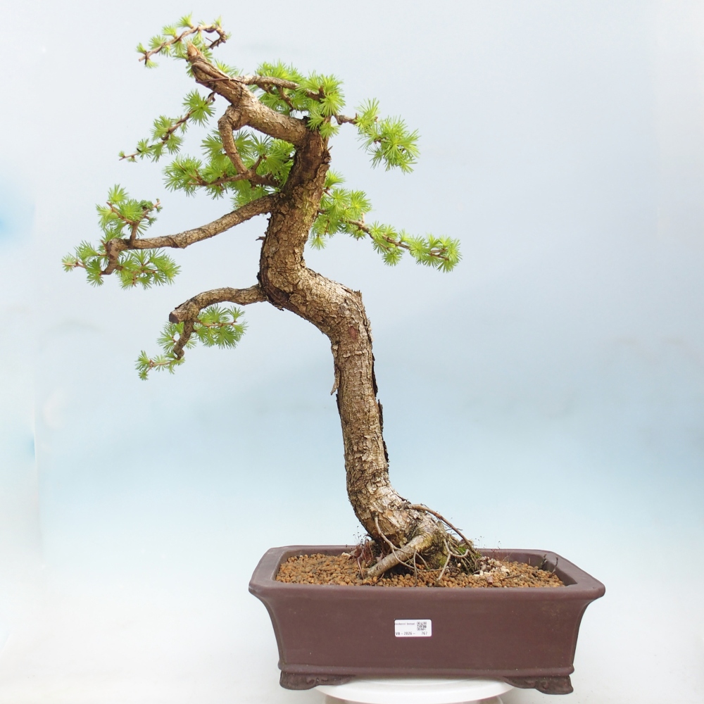 Bonsai für draußen -Larix decidua - Lärche
