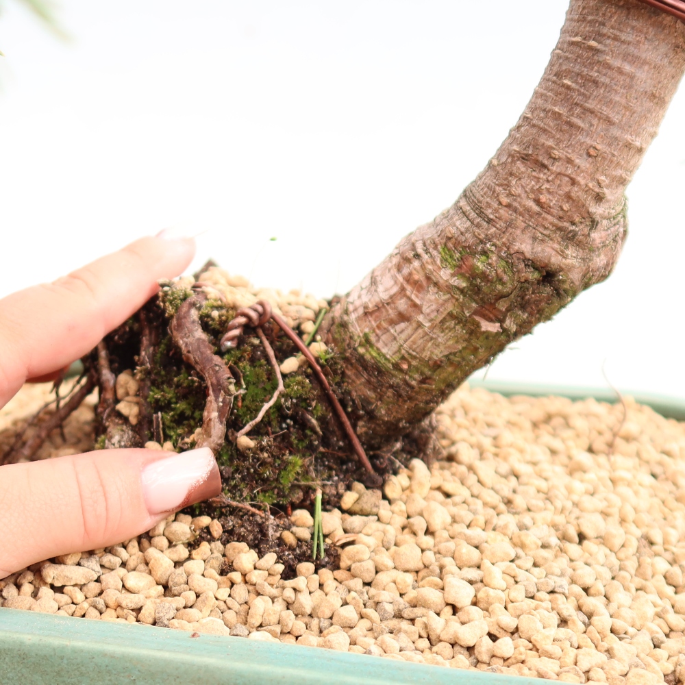 Bonsai für den Außenbereich – Pinus mugo Humpy – Zwergkiefer