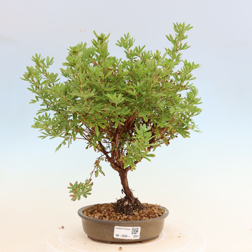 Bonsai für den Außenbereich – Strauch-Fingerkraut – Potentilla fruticosa Bellissima