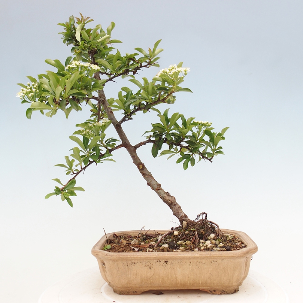 Freiland-Bonsai-Pyracantha Teton -Hlox