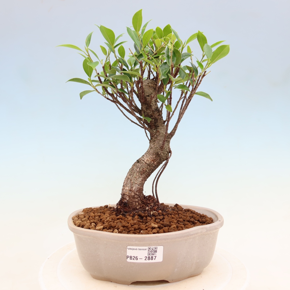 Zimmerbonsai - Ficus kimmen - Kleinblättriger Ficus