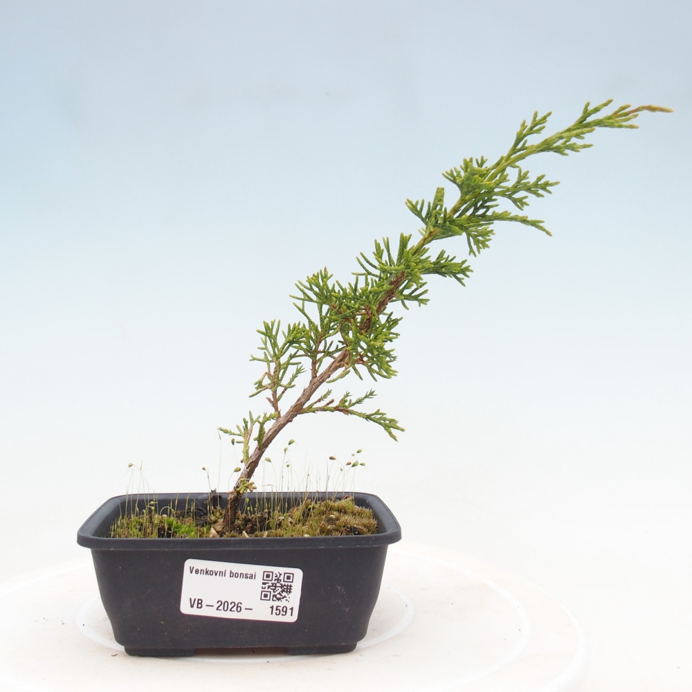 Bonsai für draußen - Juniperus chinensis Itoigawa