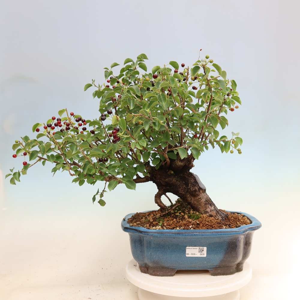Bonsai für draußen - Mahalebka - Prunus mahaleb