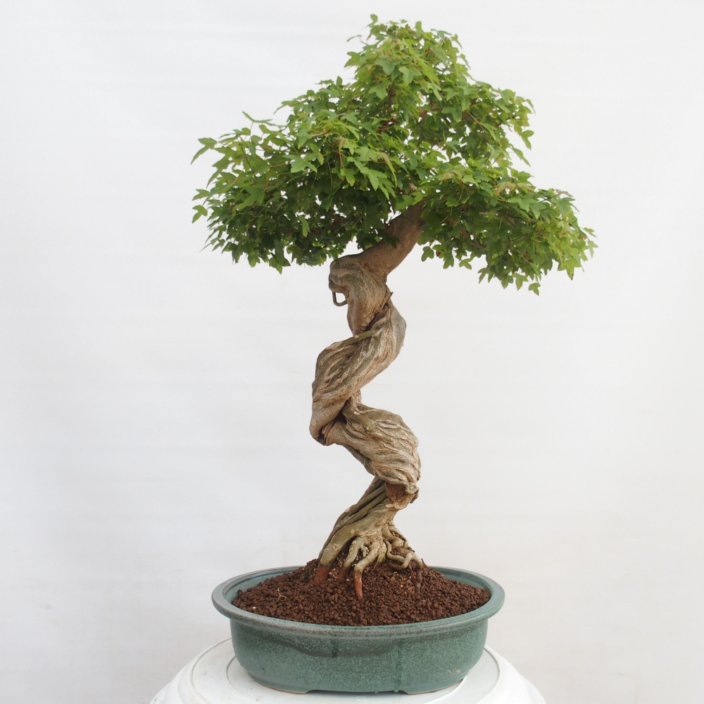 Bonsai für draußen - Acer Buergerianum - Bergahorn