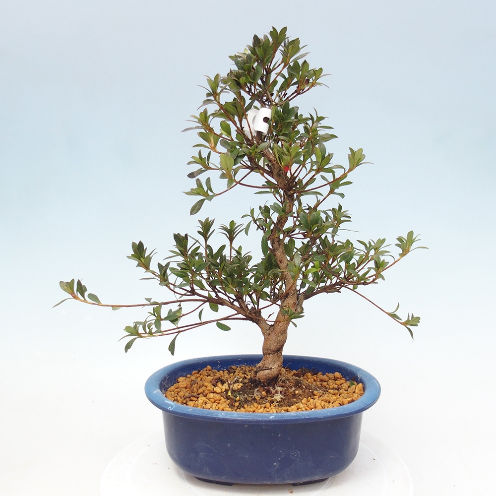 Bonsai für draußen - Japanische Azalee - Azalee Beniko