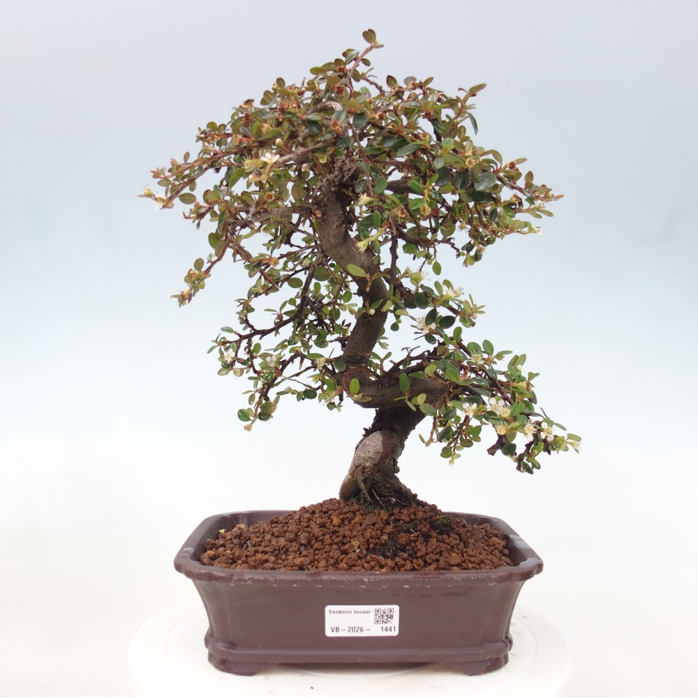 Freiland-Bonsai-Cotoneaster dammeri - Damer's Rock