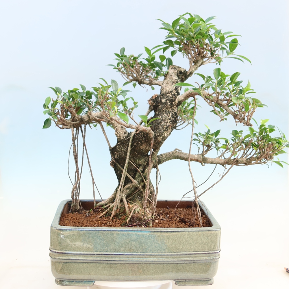 Zimmerbonsai - Ficus kimmen - Kleinblättriger Ficus