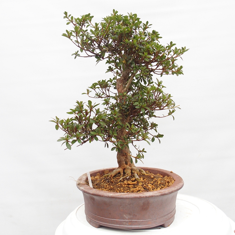 Bonsai für draußen - Japanische Azalee - Azalee Hanatsuzuri