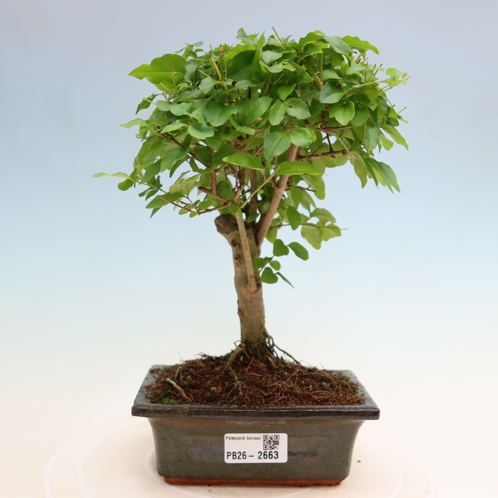 Zimmer Bonsai -Ligustrum chinensis - Vogelschnabel