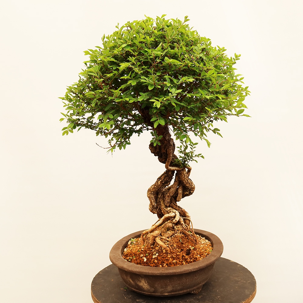 Bonsai für draußen - Zelkova - Zelkova NIRE