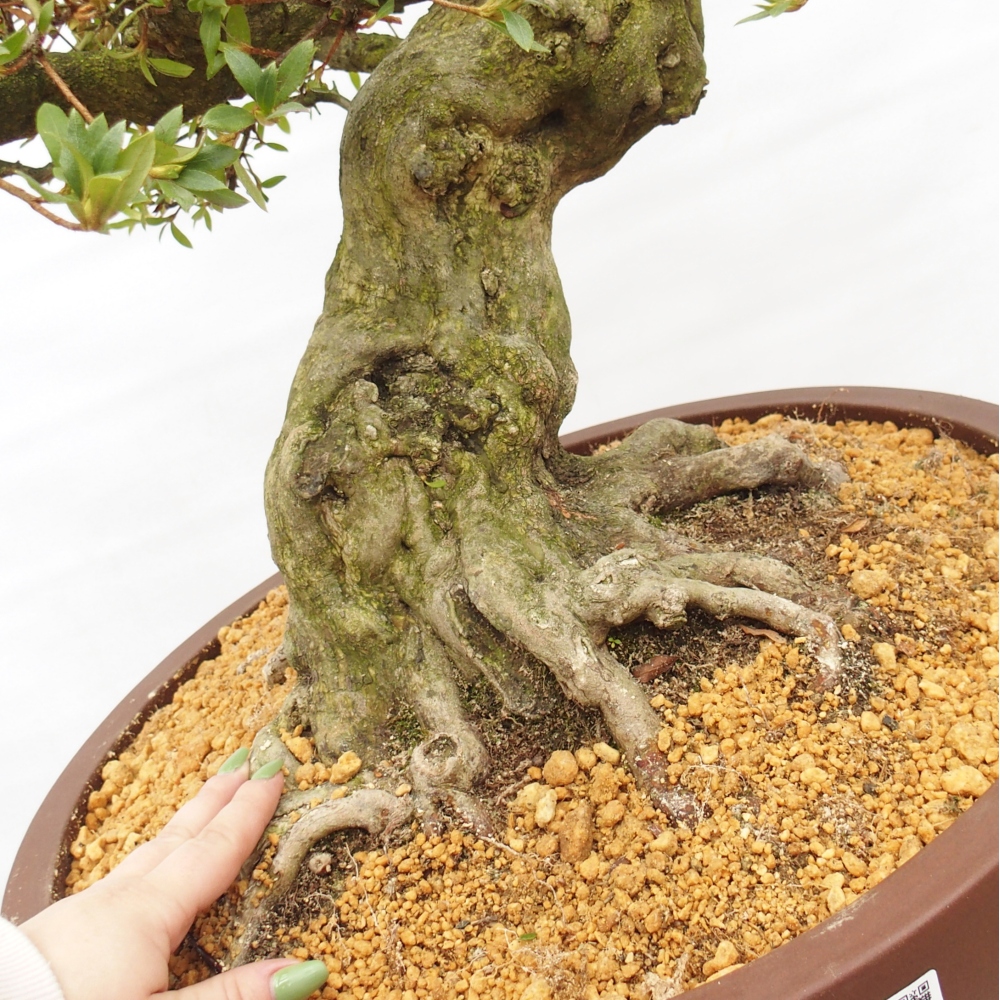 Bonsai für draußen - Japanische Azalee - Azalee Kotobukietsu