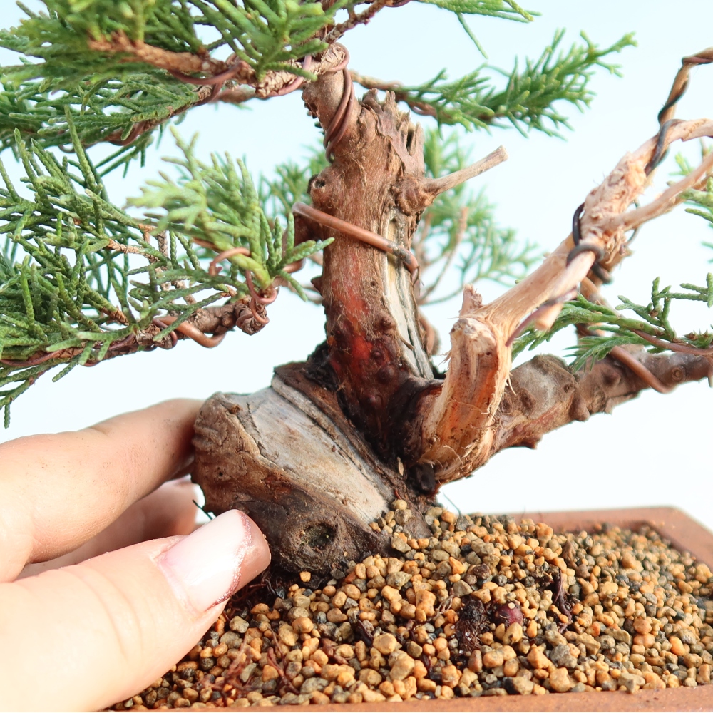 Bonsai für draußen - Juniperus chinensis Itoigawa