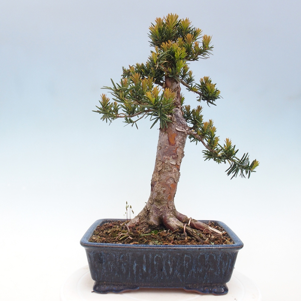 Bonsai für draußen - Taxus cuspidata - Japanische Eibe