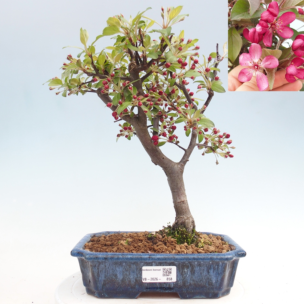 Outdoor-Bonsai -Malus domestica - Kleinfrüchtiger rotblättriger Apfelbaum