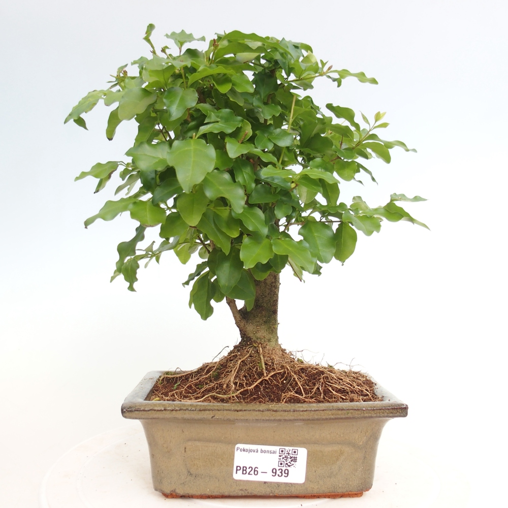 Zimmer Bonsai -Ligustrum chinensis - Vogelschnabel